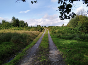 A dirt road in the middle of a grassy field.